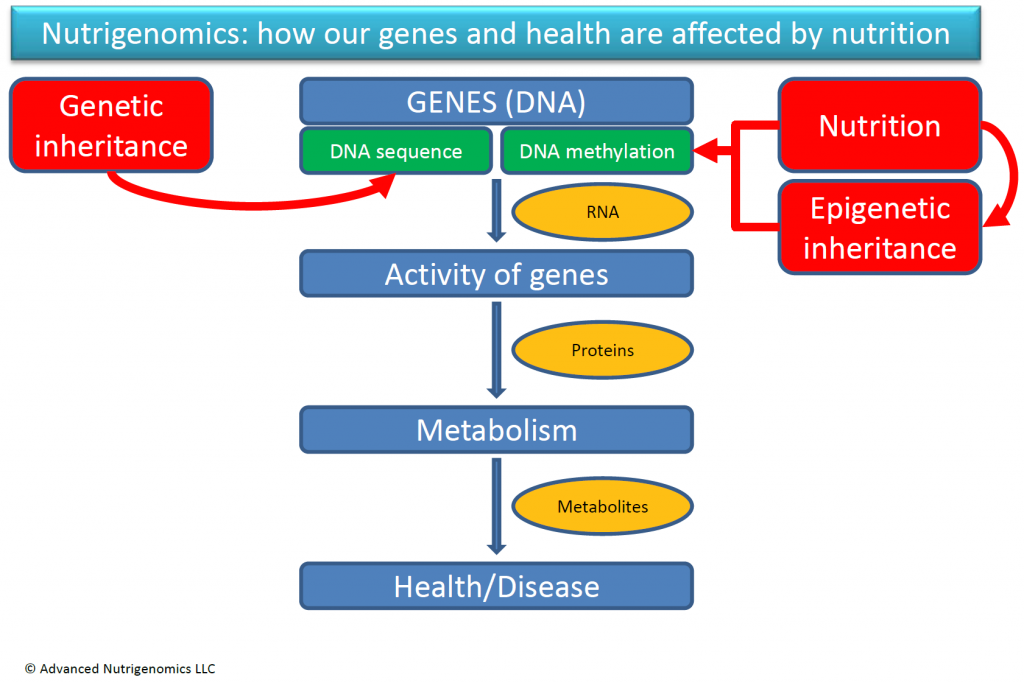 Introduction To Nutrigenomics Advanced Nutrigenomics Llc